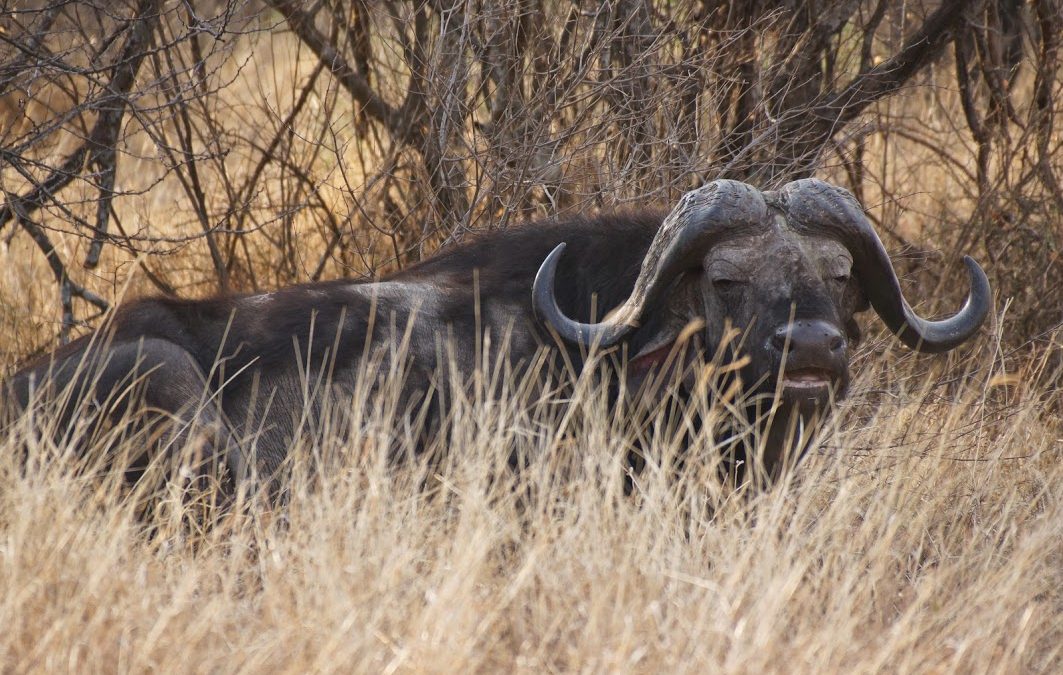 African Cape Buffalo – The Trophy