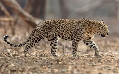 Leopard – Cunning Chui