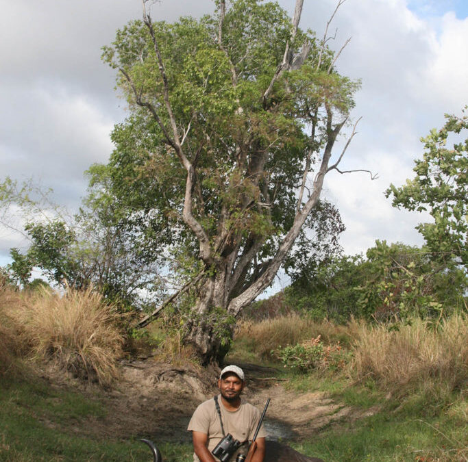 African Cape Buffalo – The Experience
